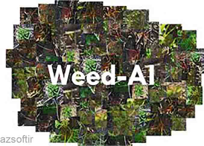 what alghorithm weed